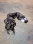 Preview: 41 cm, 109 Gramm europäisches Rohhaar für Extensions GNN4093