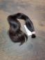 Preview: 51 cm, 70 Gramm europäisches Rohhaar für Extensions GNN5052