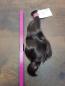 Preview: 25-39 cm, 122 Gramm europäisches Rohhaar für Extensions GNN4097