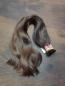 Preview: 48-55 cm, 185 Gramm europäisches Rohhaar für Extensions BN5544